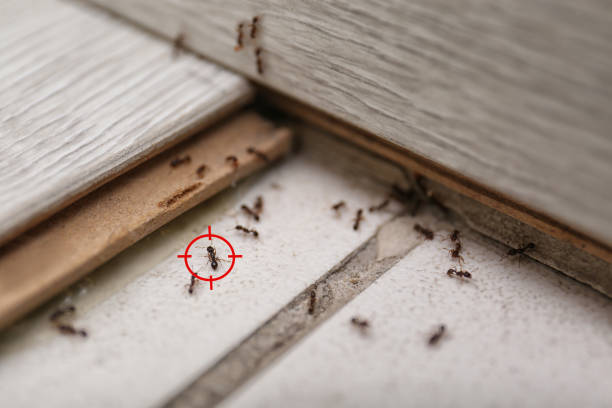 Best Exterminator Services  in Clifton, AZ