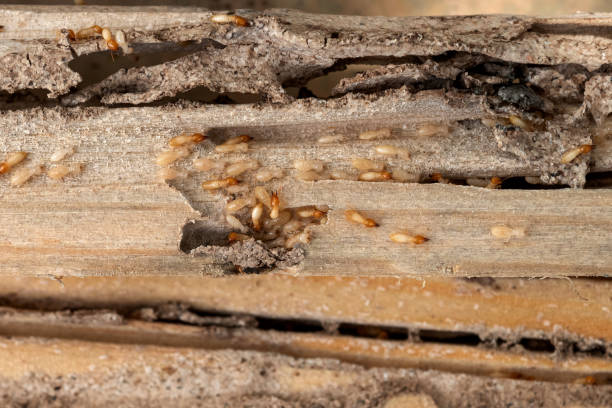 Best Pest Control Near Me  in Clifton, AZ